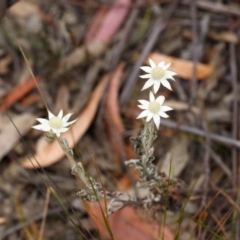 Actinotus helianthi (Flannel Flower) at Morton National Park - 24 Nov 2019 by Boobook38