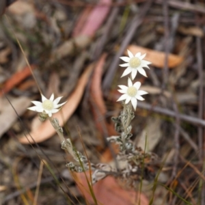 Actinotus helianthi at Bundanoon, NSW - 24 Nov 2019