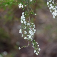 Kunzea ambigua (White Kunzea) at Morton National Park - 24 Nov 2019 by Boobook38