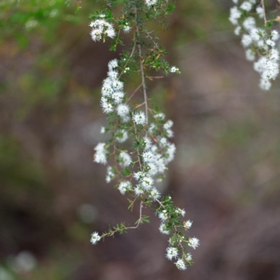 Kunzea ambigua (White Kunzea) at Bundanoon, NSW - 24 Nov 2019 by Boobook38