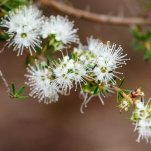 Kunzea ambigua at Bundanoon - 24 Nov 2019