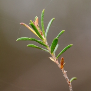 Kunzea ambigua at Bundanoon - 24 Nov 2019