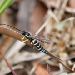 Sericopimpla sp. (genus) (Case Moth Larvae Parasite Wasp) at Wingecarribee Local Government Area - 24 Nov 2019 by Boobook38