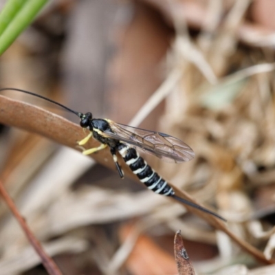 Sericopimpla sp. (genus) (Case Moth Larvae Parasite Wasp) at Bundanoon - 24 Nov 2019 by Boobook38