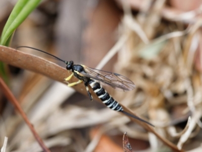 Sericopimpla sp. (genus) (Case Moth Larvae Parasite Wasp) at Bundanoon, NSW - 24 Nov 2019 by Boobook38