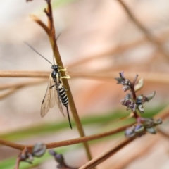 Sericopimpla sp. (genus) at Bundanoon, NSW - 24 Nov 2019 11:23 AM