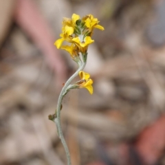 Goodenia glomerata at Wingecarribee Local Government Area - 24 Nov 2019 by Boobook38