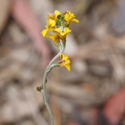 Goodenia glomerata at Bundanoon, NSW - 24 Nov 2019 by Boobook38