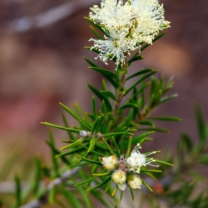 Melaleuca capitata at Bundanoon - 24 Nov 2019 11:49 AM
