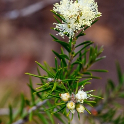 Melaleuca capitata (Sandstone Honey-Myrtle) at Bundanoon, NSW - 24 Nov 2019 by Boobook38