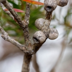 Melaleuca capitata at Bundanoon - 24 Nov 2019 11:49 AM