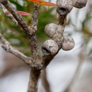 Melaleuca capitata at Bundanoon - 24 Nov 2019