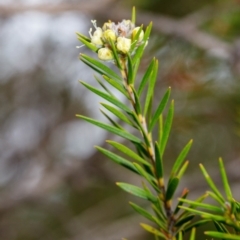 Melaleuca capitata at Bundanoon - 24 Nov 2019