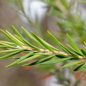 Melaleuca capitata at Bundanoon - 24 Nov 2019