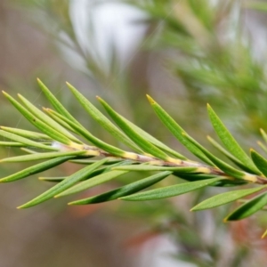 Melaleuca capitata at Bundanoon - 24 Nov 2019 11:49 AM