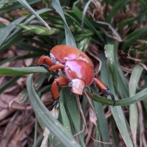 Anoplognathus montanus at Weston, ACT - 22 Nov 2019 02:51 PM