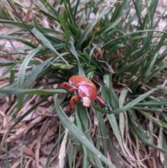 Anoplognathus montanus at Weston, ACT - 22 Nov 2019 02:51 PM