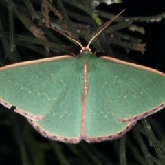 Chlorocoma undescribed species (sp.3 MoV) (An Emerald moth) at Ainslie, ACT - 20 Nov 2019 by jb2602