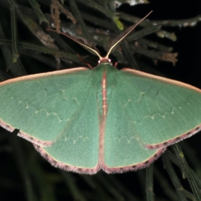 Chlorocoma undescribed species MoVsp3 (An Emerald moth) at Mount Ainslie - 20 Nov 2019 by jbromilow50