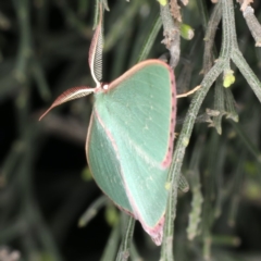 Chlorocoma undescribed species MoVsp3 at Ainslie, ACT - 20 Nov 2019