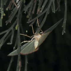 Chlorocoma undescribed species MoVsp3 at Ainslie, ACT - 20 Nov 2019