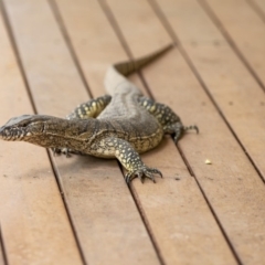 Varanus rosenbergi (Heath or Rosenberg's Monitor) at QPRC LGA - 23 Nov 2019 by GeeBee