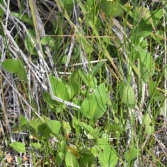 Liparophyllum exaltatum (Erect Marshflower) at Coolangatta, NSW - 24 Nov 2019 by plants