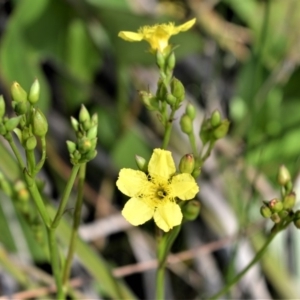 Liparophyllum exaltatum at Coolangatta, NSW - 25 Nov 2019