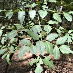 Polyscias elegans (Celery Wood) at Seven Mile Beach National Park - 25 Nov 2019 by plants