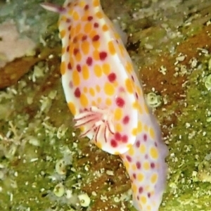 Ceratosoma amoenum at Bermagui, NSW - 22 Nov 2019