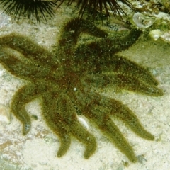 Coscinasterias muricata (Eleven-armed Seastar) at The Blue Pool, Bermagui - 22 Nov 2019 by Maggie1