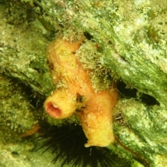 Herdmania momus (Ascidian) at Bermagui, NSW - 22 Nov 2019 by Maggie1