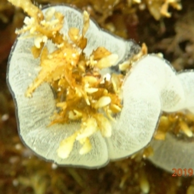 Unidentified Marine Invertebrate at Bermagui, NSW - 22 Nov 2019 by Maggie1