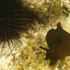 Aplysia sp. at The Blue Pool, Bermagui - 22 Nov 2019 by Maggie1