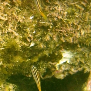 Atypichthys strigatus at Bermagui, NSW - 22 Nov 2019