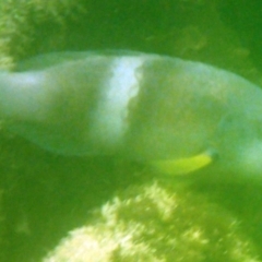 Notolabrus tetricus (Bluethroat Wrasse) at The Blue Pool, Bermagui - 22 Nov 2019 by Maggie1