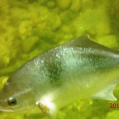 Unverified Fish at The Blue Pool, Bermagui - 22 Nov 2019 by Maggie1