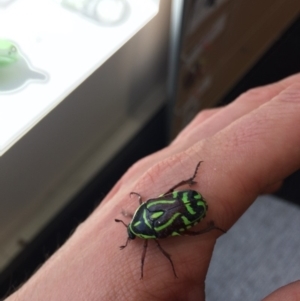 Eupoecila australasiae at Canberra, ACT - 25 Nov 2019 02:56 PM