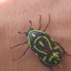 Eupoecila australasiae at Canberra, ACT - 25 Nov 2019 02:56 PM