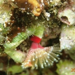 SERPULIDAE (family) (Tube Worm) at Bermagui, NSW - 22 Nov 2019 by Maggie1