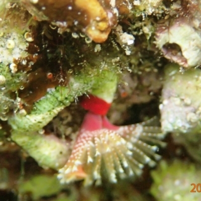 SERPULIDAE (family) (Tube Worm) at The Blue Pool, Bermagui - 22 Nov 2019 by Maggie1