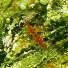 Unidentified Fish at The Blue Pool, Bermagui - 22 Nov 2019 by Maggie1