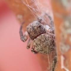 Cymbacha ocellata (Crab spider) at Dunlop, ACT - 24 Nov 2019 by CathB