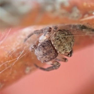 Cymbacha ocellata at Dunlop, ACT - 24 Nov 2019