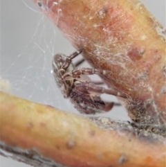 Cymbacha ocellata at Dunlop, ACT - 24 Nov 2019 05:48 PM