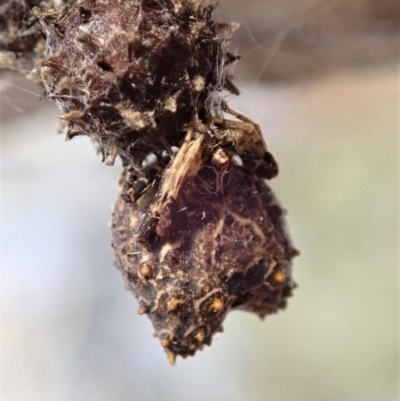 Celaenia calotoides (Bird-dropping spider) at Cook, ACT - 23 Nov 2019 by CathB