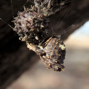 Celaenia calotoides at Cook, ACT - 23 Nov 2019 07:40 AM