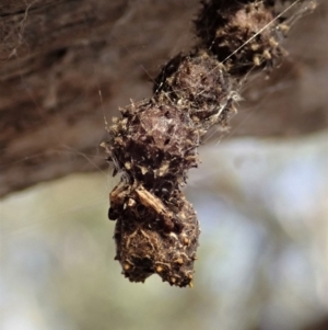 Celaenia calotoides at Cook, ACT - 23 Nov 2019 07:40 AM