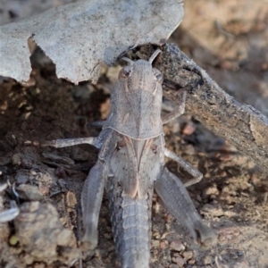 Oedaleus australis at Dunlop, ACT - 24 Nov 2019