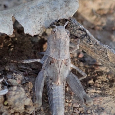 Oedaleus australis (Australian Oedaleus) at Mount Painter - 24 Nov 2019 by CathB